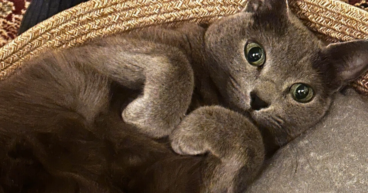 猫 ｢K｣BUMP OF CHICKENฅ^•ω•^ฅ｜ちなこ/猫と映画好き