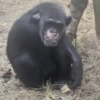 けふけふ⊿