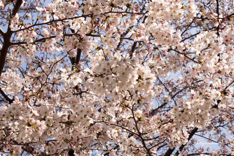 木一面に花が咲き誇っている姿が、一番健康な桜なのだそうです。