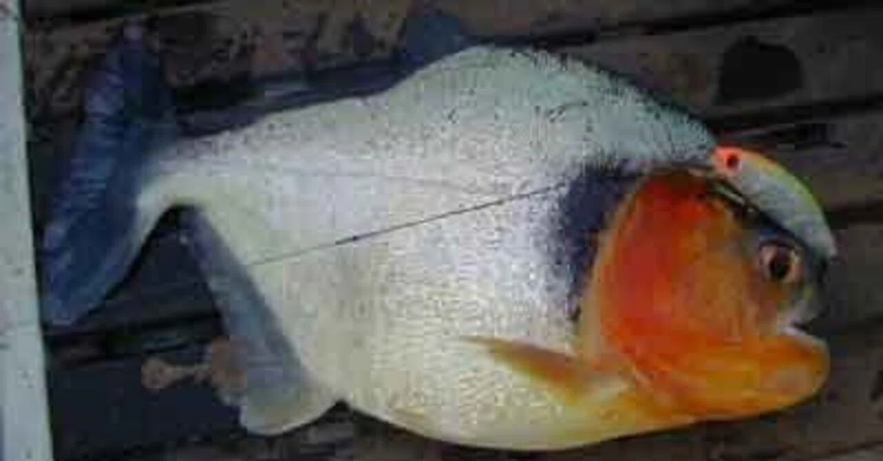 Serrasalmus manueli ピラニア・マヌエリの呼称について｜sato