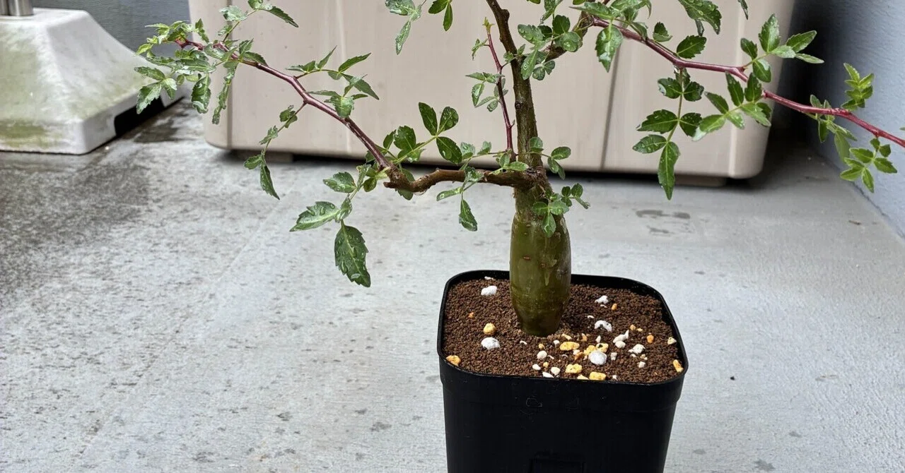 ブルセラファガロイデスで、盆栽屋の真似事してみました。｜半分本気の 