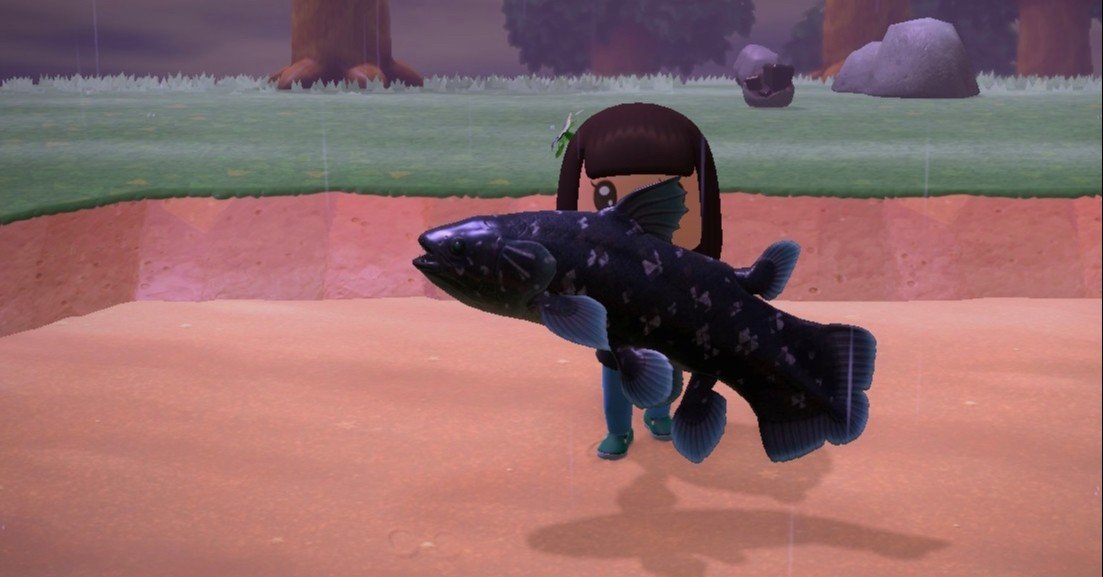 あつ森 島移住 12 雨の日のシーラカンス ゆきち Note