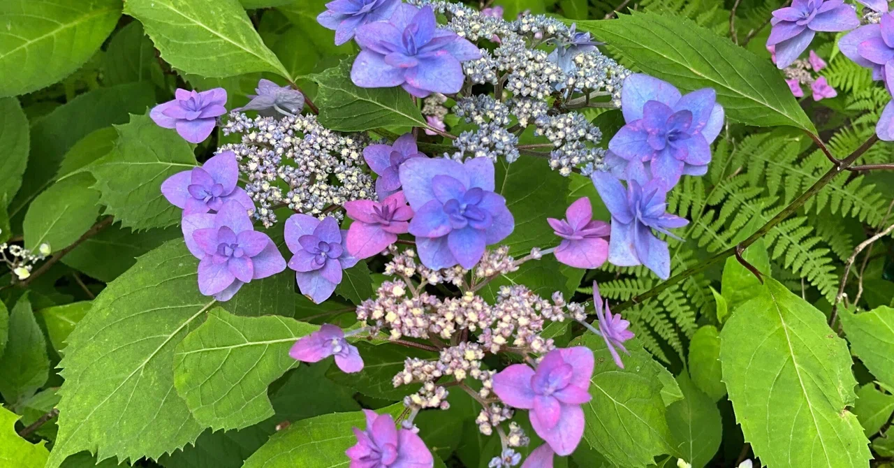 深山八重紫（京都府立植物園）：2026年5月23日（土）｜藤井秀昭