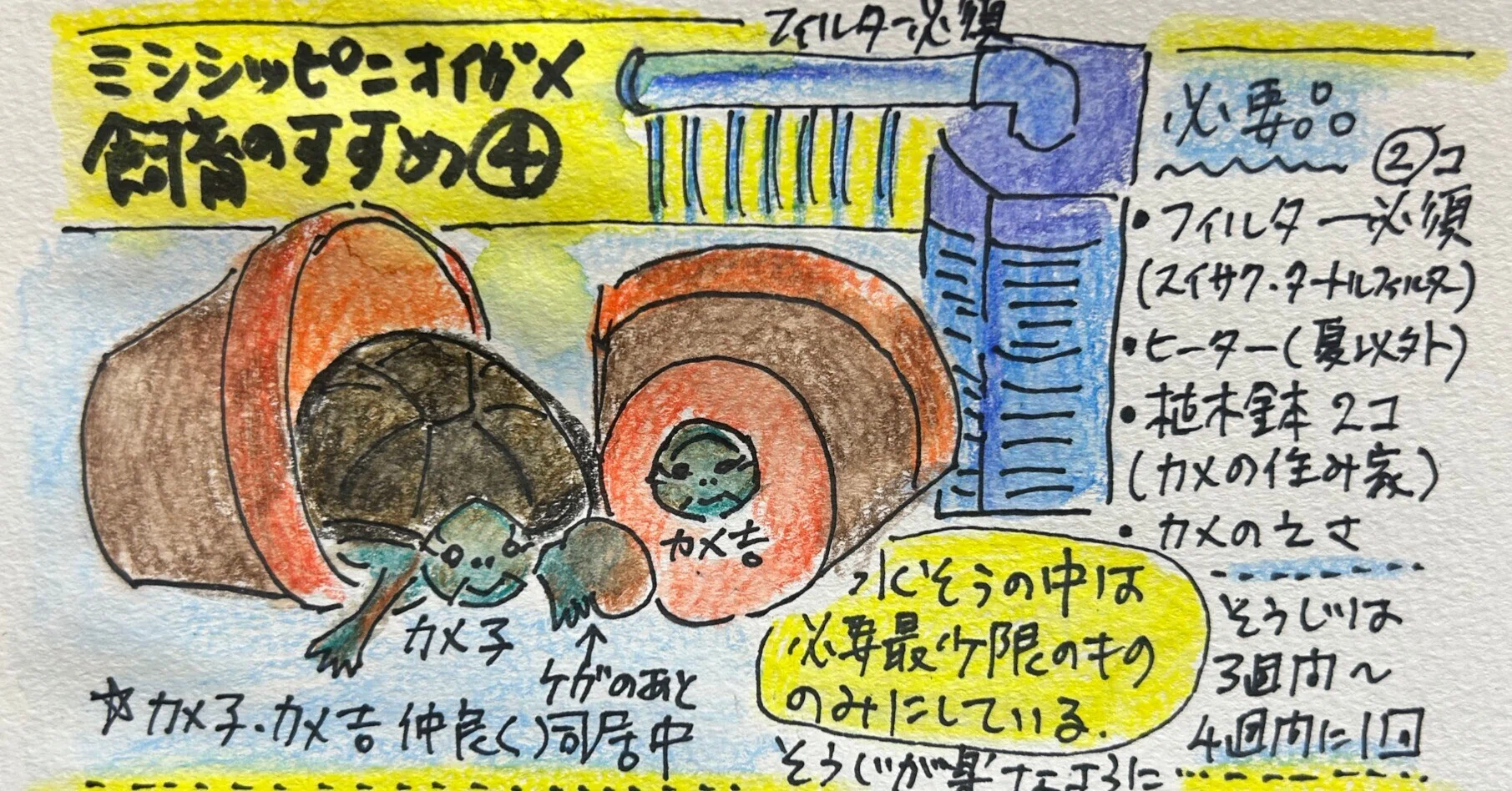 ミシシッピニオイガメ飼育のすすめ④｜HISAKO SAITO