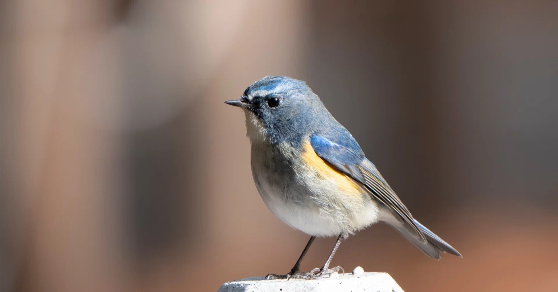 公園探鳥でルリビタキと再会｜ジョウビタキやコゲラも撮れた1日」｜METAL