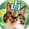 ムー｜占い猫🐾開運研究所