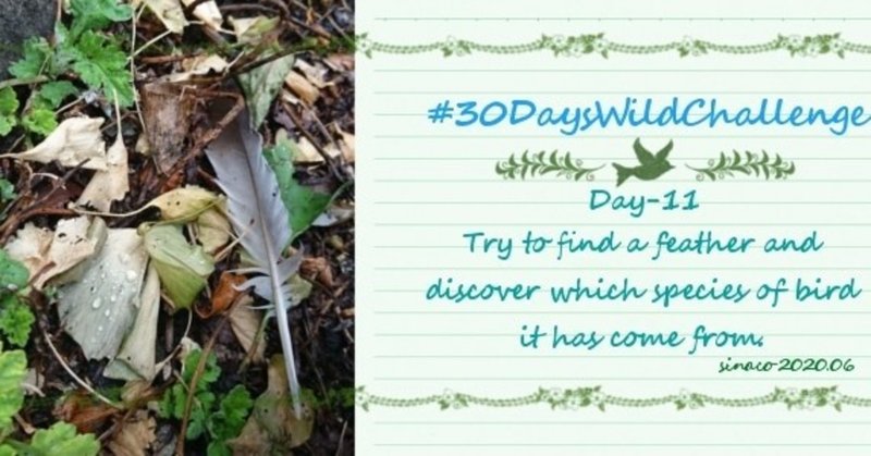 Day-11 : Try to find a feather and discover which species of bird it has come from.