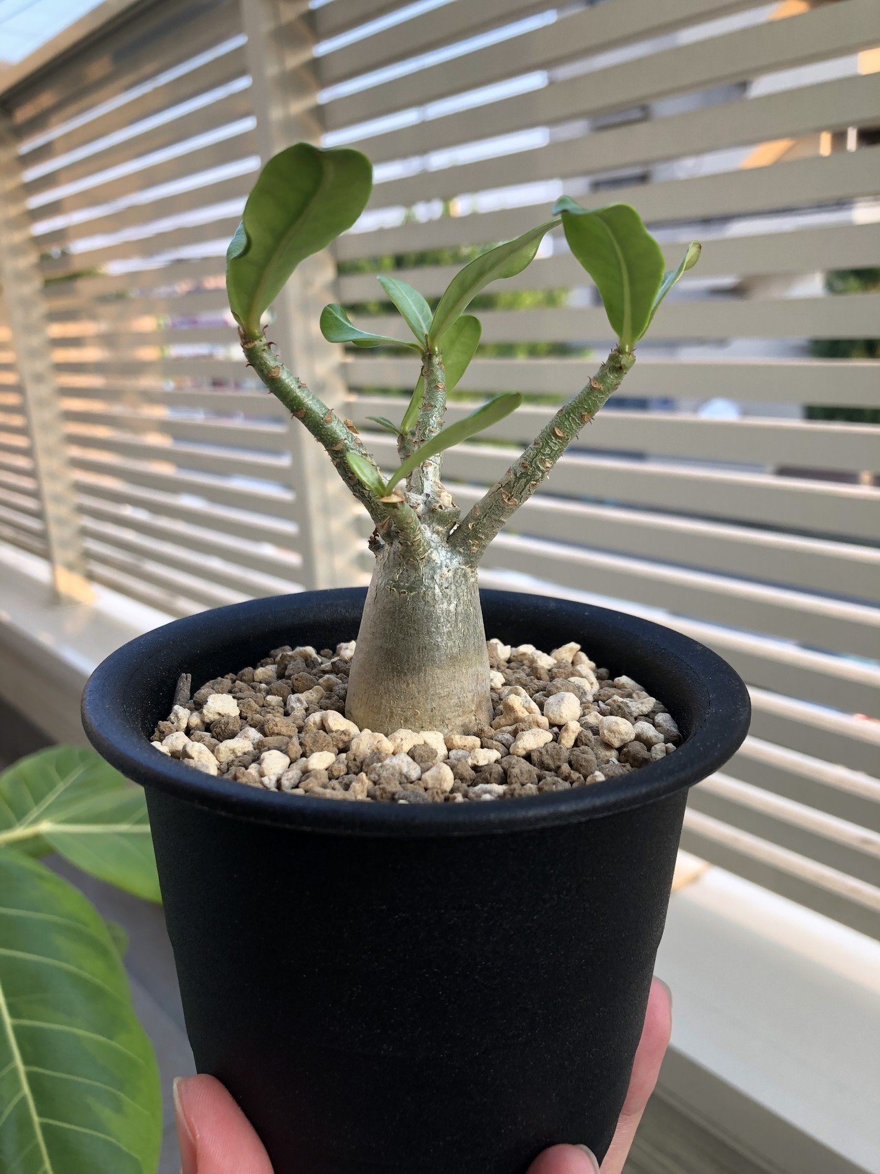 植物たちの成長比較 808 Note