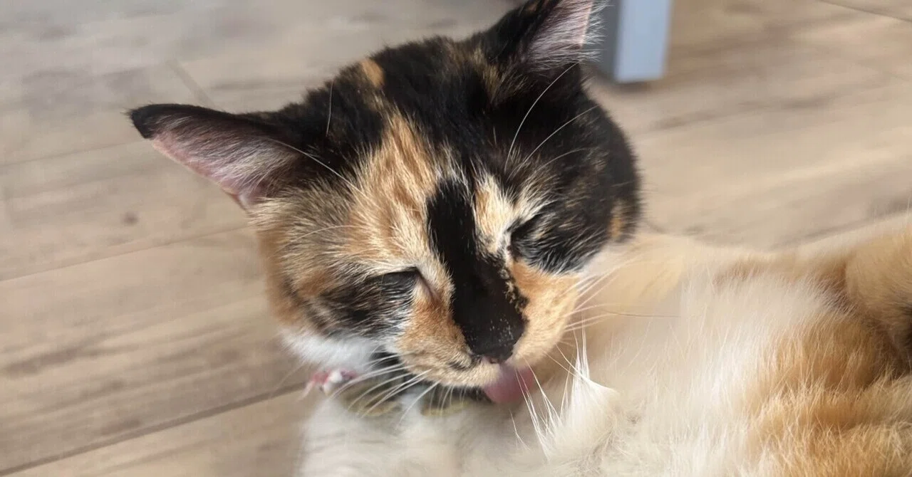 しあわせにゃん家」の猫ちゃん紹介③のんびり三毛猫、ゆべちちゃん