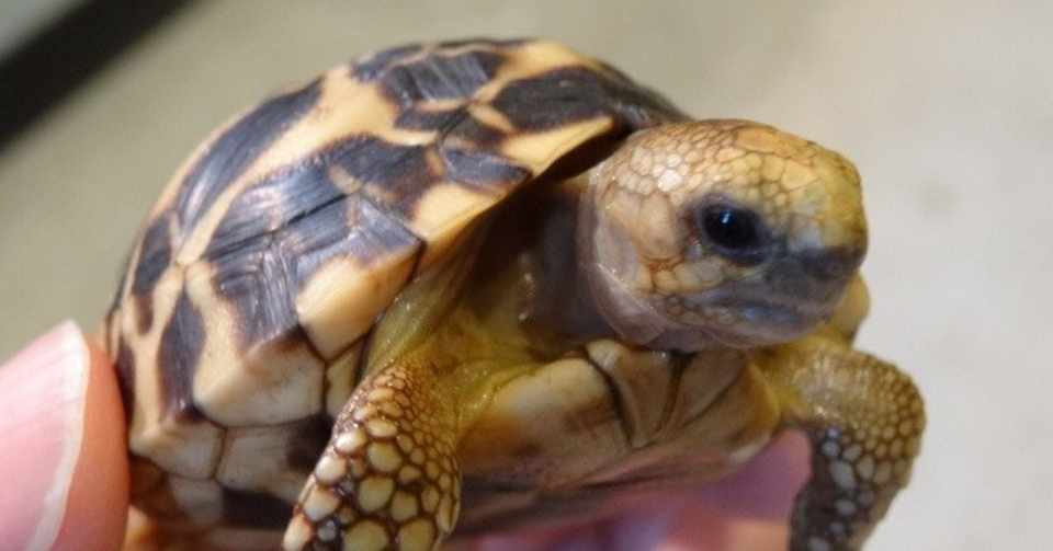 リクガメ飼いたい なまえのないかいぶつ Note