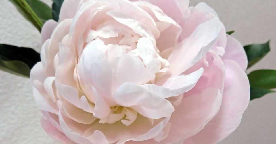 薄ピンクの芍薬をリューズガラス花瓶に 花と日々 Yas Note