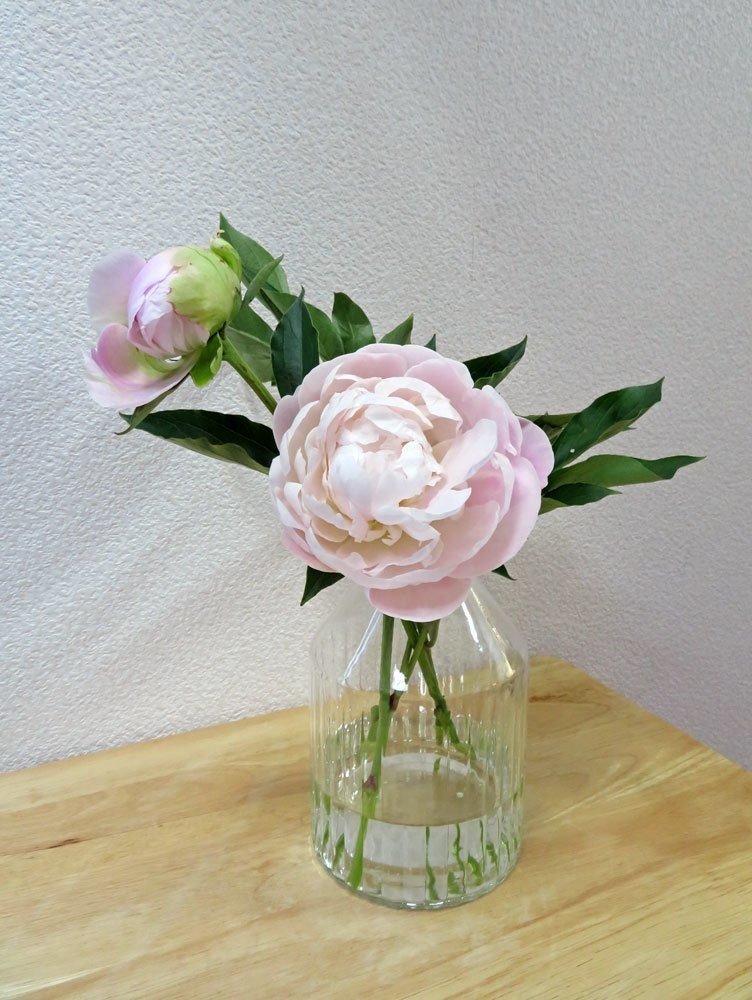 薄ピンクの芍薬をリューズガラス花瓶に 花と日々 Yas Note