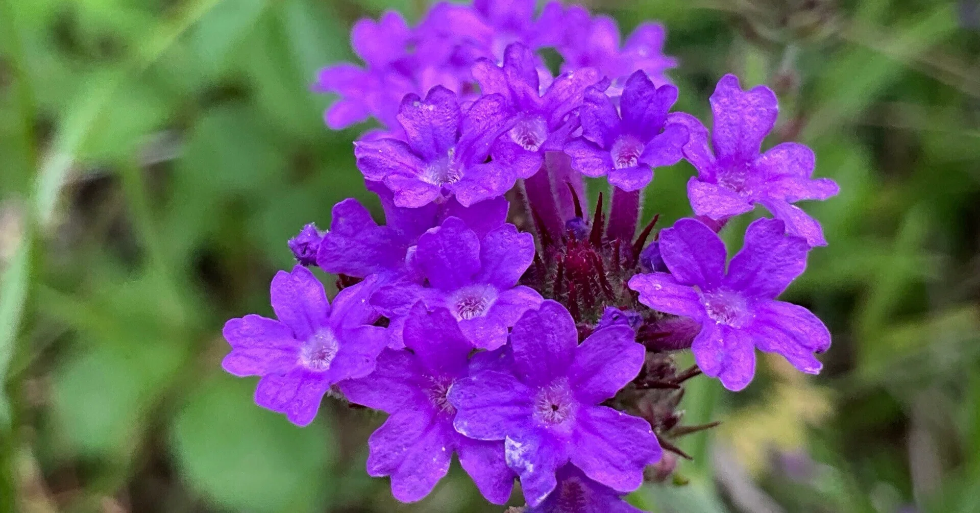 シュッコンバーベナ（京都府立植物園）：2026年5月28日（木）｜藤井