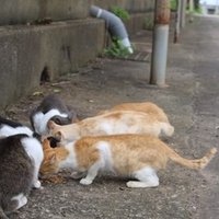 ねこさんぽ 第1回 長崎県 池島編 なかお たくみ Note