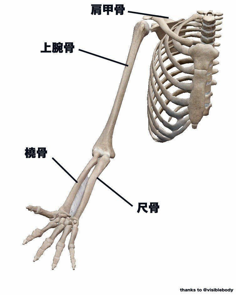 腕の骨