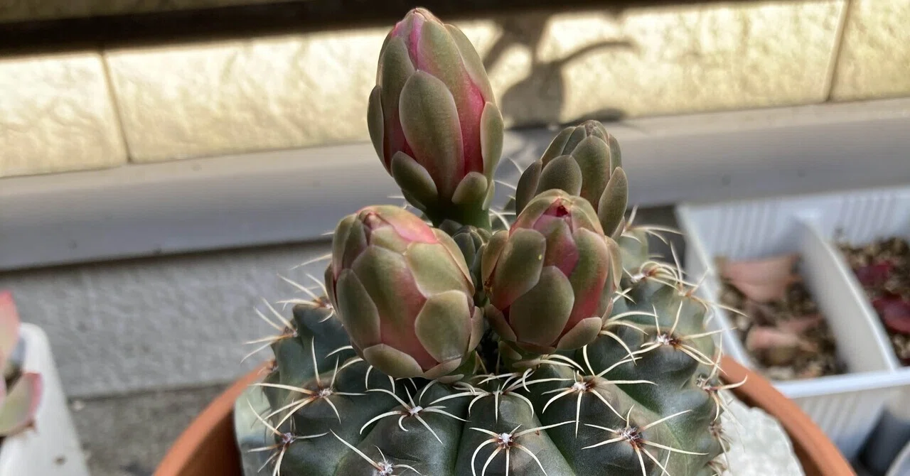 サボテンの花が咲きました｜ゆるノア