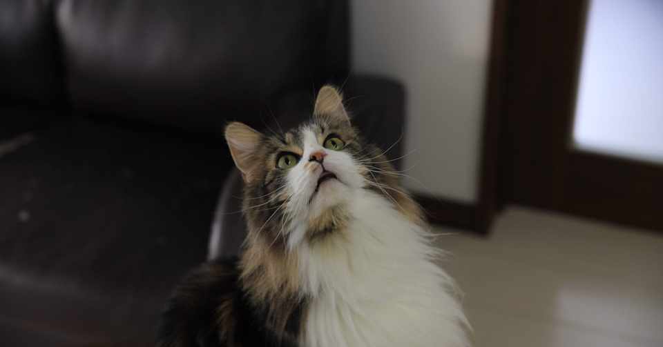 セックスを断られる辛さ きゃすみん Note