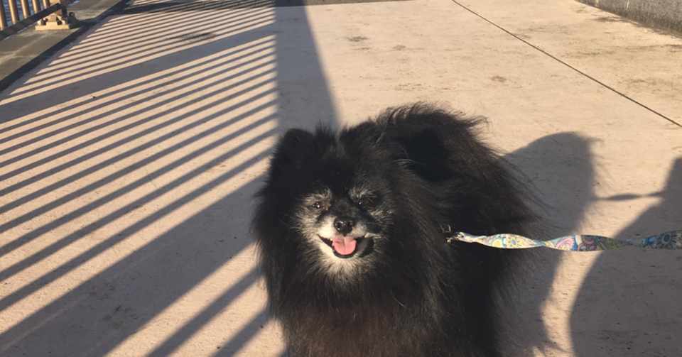 今日も犬 脇坂 淳 Note