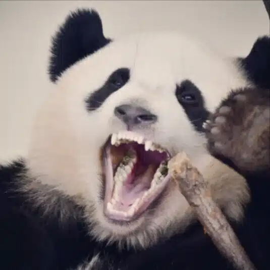 減量ぱんだ｜132.6kgからのダイエットを謳歌する🐼