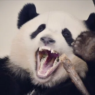 減量ぱんだ｜132.6kgからのダイエットを謳歌する🐼