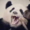 減量ぱんだ|132.6kgからのダイエットを謳歌する🐼