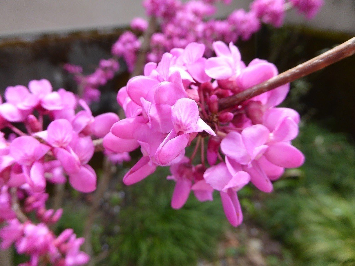 ハナズオウ 花蘇芳 豊かな生涯 Momomsato Note ハナズオウ 花蘇芳 豊かな生涯 Momomsato Note