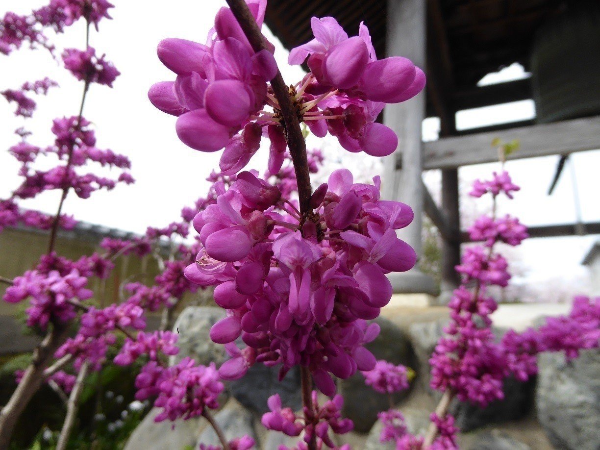 ハナズオウ 花蘇芳 豊かな生涯 Momomsato Note ハナズオウ 花蘇芳 豊かな生涯 Momomsato Note