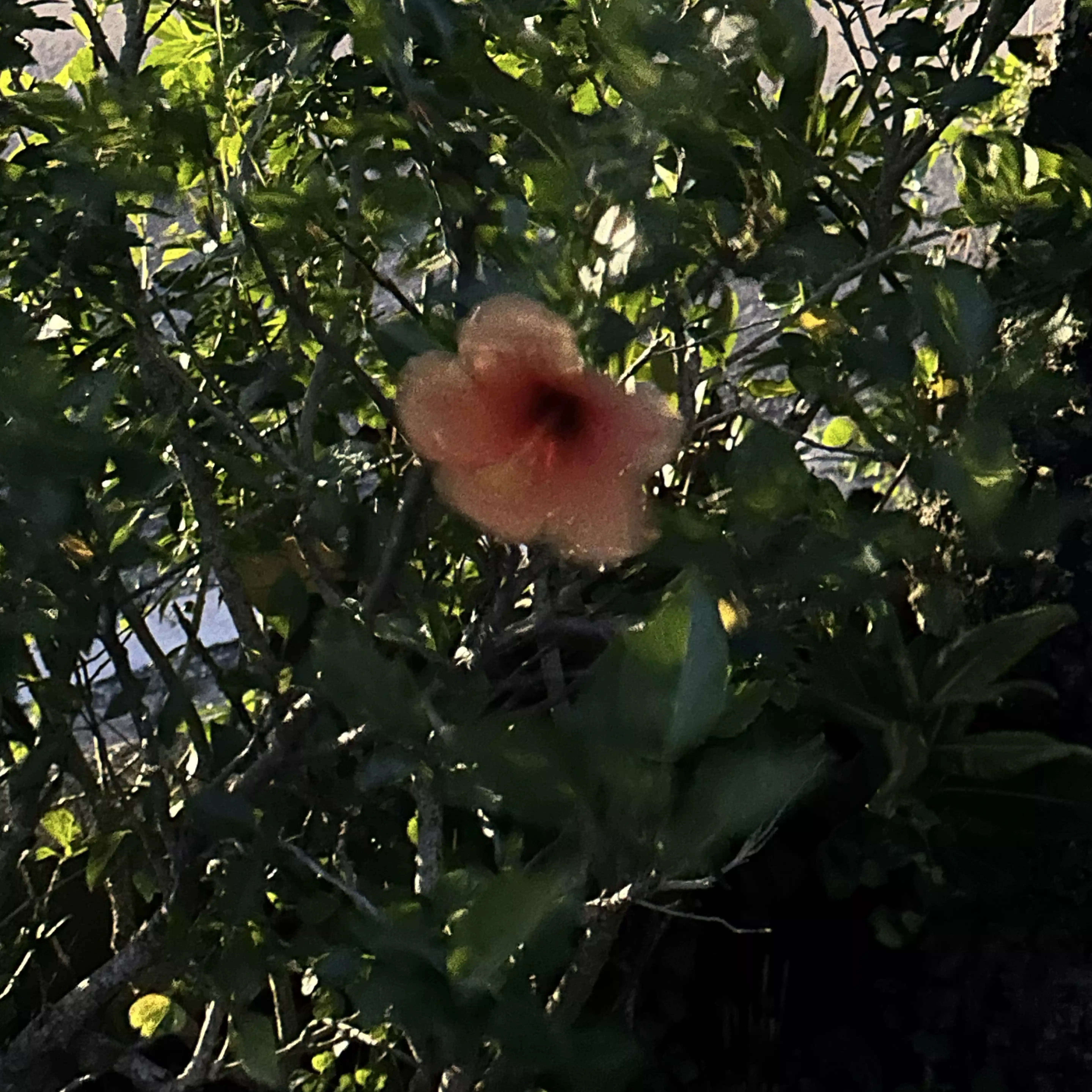 篠宮