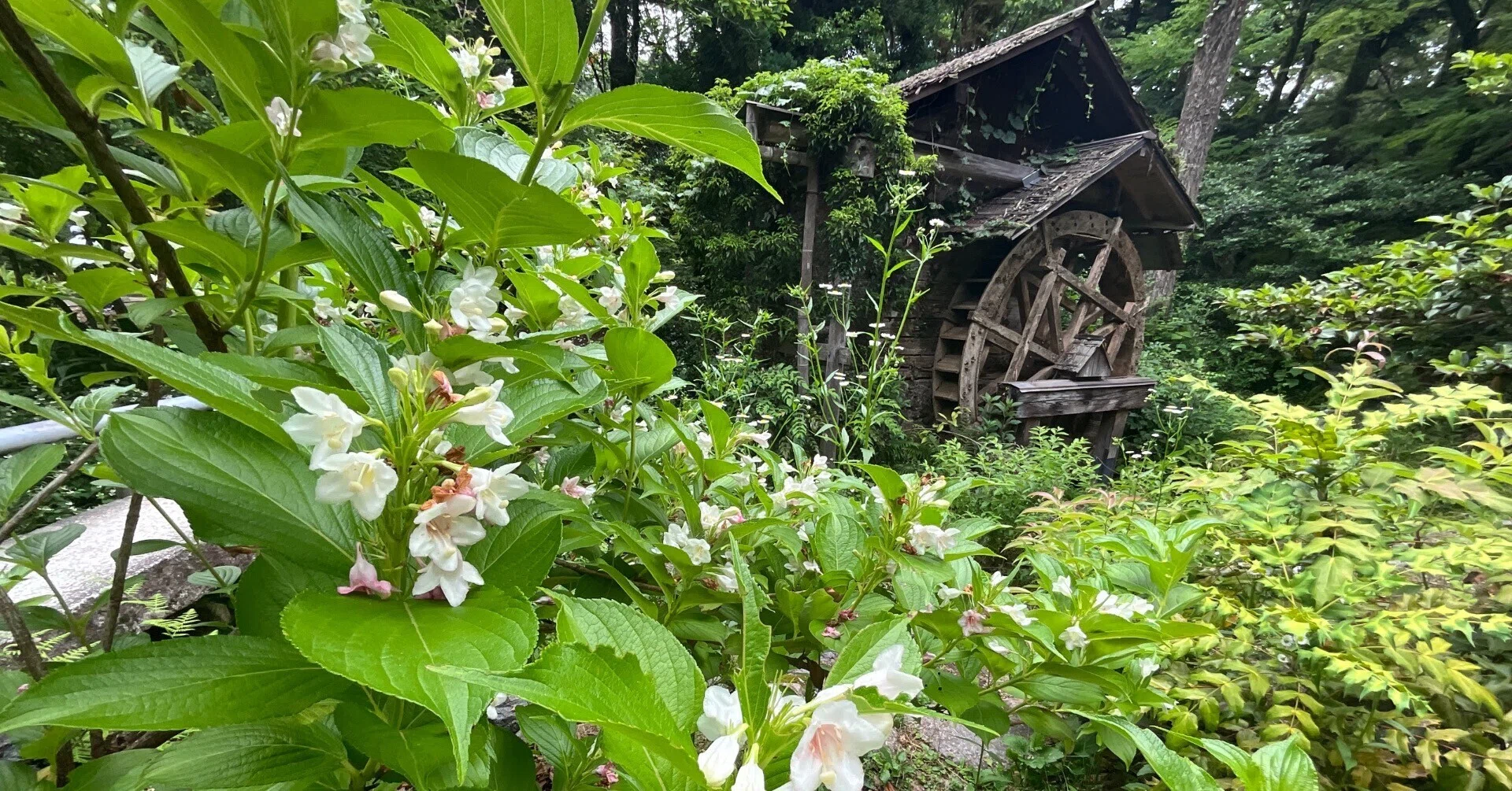 ハコネウツギ（京都府立植物園）：2026年5月31日（日）｜藤井秀昭