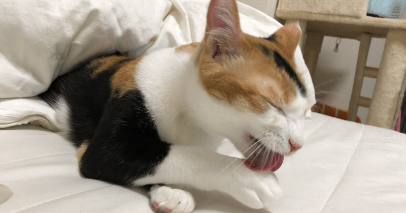 都内で猫と二人暮らしの僕がどうやって帰省しているのか みやびちゃん寝る Note