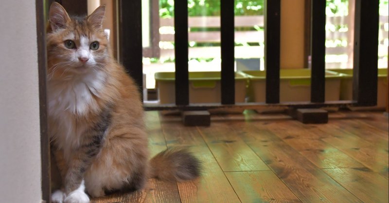 鎌倉ねこの間 猫カフェ紹介 かにゃぴー Note 鎌倉ねこの間 猫カフェ紹介 かにゃぴー Note