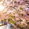 雨陽 あまひ