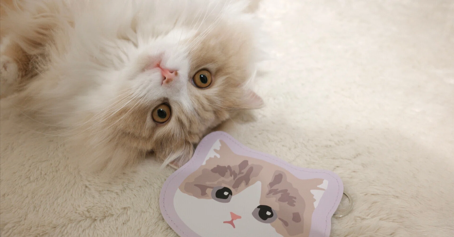 愛猫おもちくん2歳——GR IVで撮りためた写真と、アフロビート完成の金曜