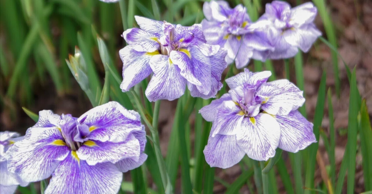 久しぶりに花菖蒲を撮りました｜セるしうす