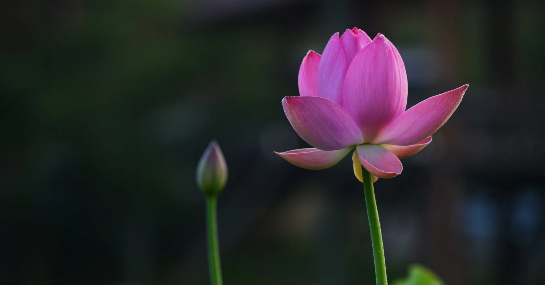 蓮の花咲く音とは・・・・｜村上宏治