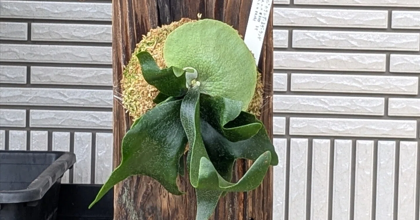 ビカクシダ 板付 観葉植物 ビカクシダ】板付したネザーランドに嬉しい変化！貯水葉の成長と、新た