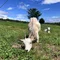 buridaikon_343