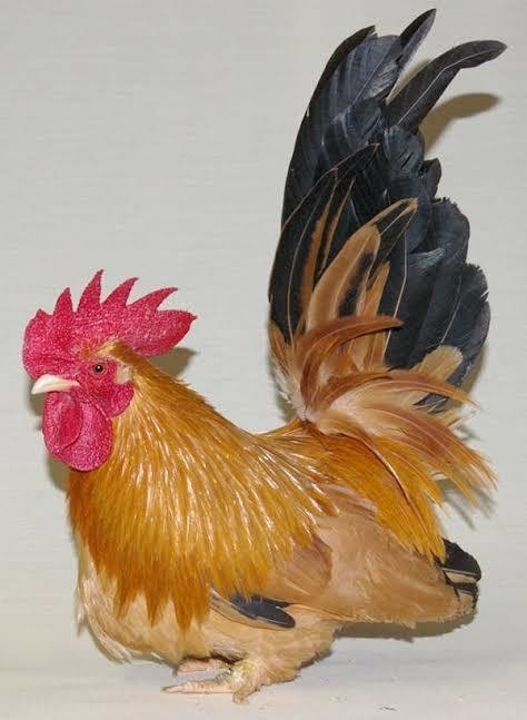 もにまるず 2017すごいニワトリ 茶 レア monimoni Animals もにまるず 2017すごいニワトリ 茶 レア monimoni Animals