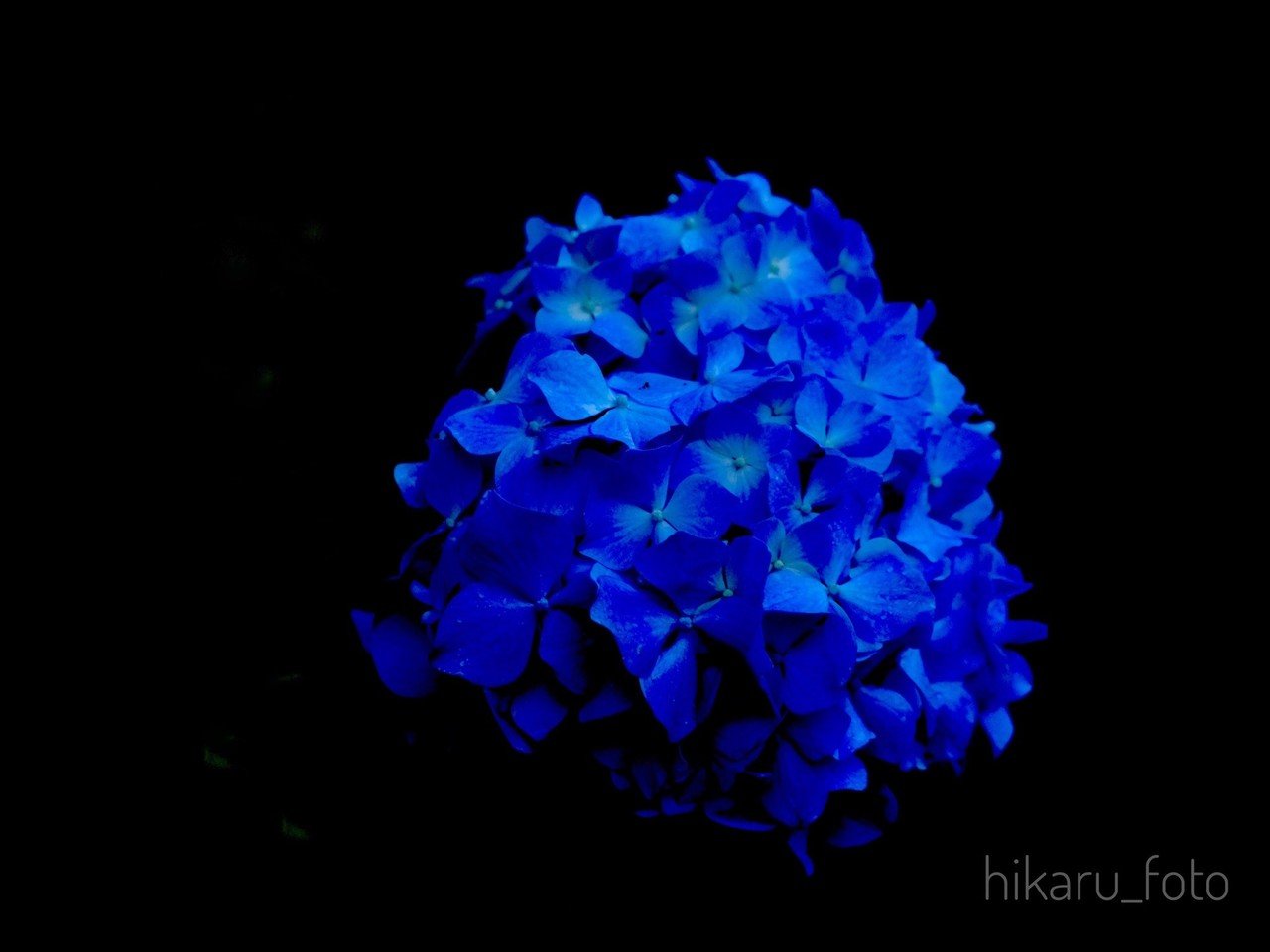 ブラックバックで紫陽花 Hikaru Photo Note ブラックバックで紫陽花 Hikaru Photo Note