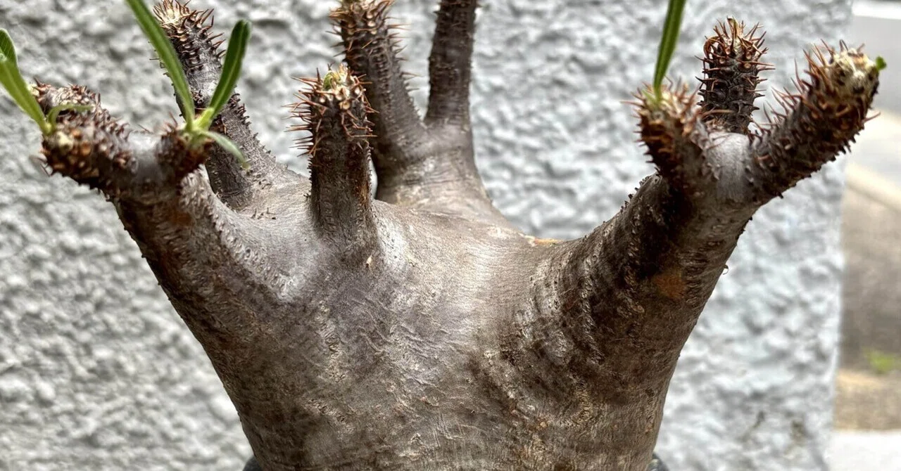 パキポディウム|グラキリス|発根⁉️｜cova 塊根植物に沼った美容師の独り言