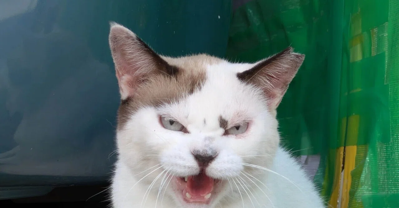 野良猫｜nor