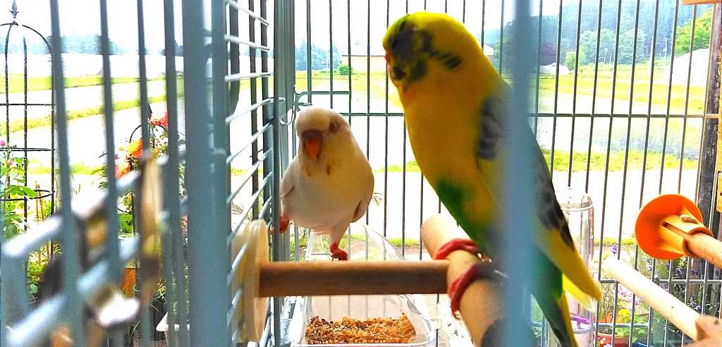 ターシャとオルゴ セキセイインコたち 孵化 Hanaco S Botanical Garden Note