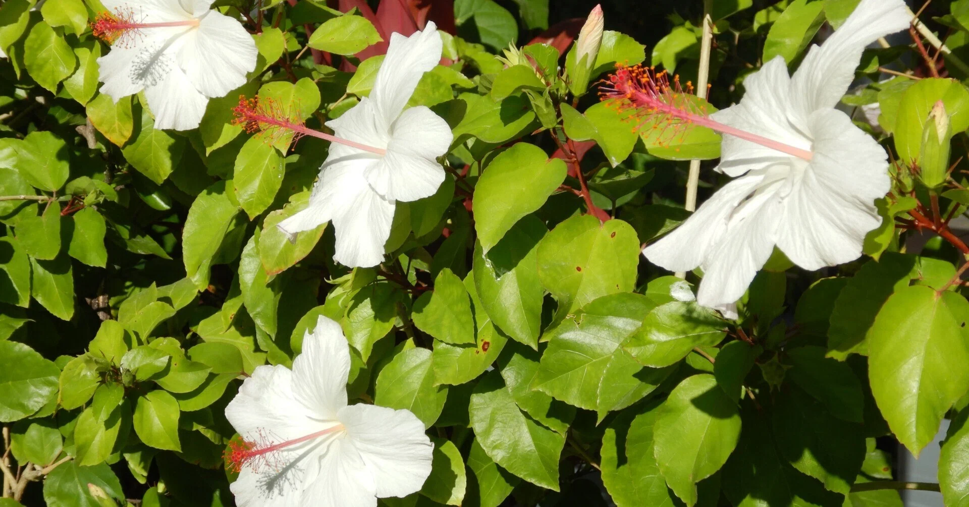 ハワイの植物⑧ハワイ諸島の固有種と在来種｜Susie@Honolulu, Hawaii