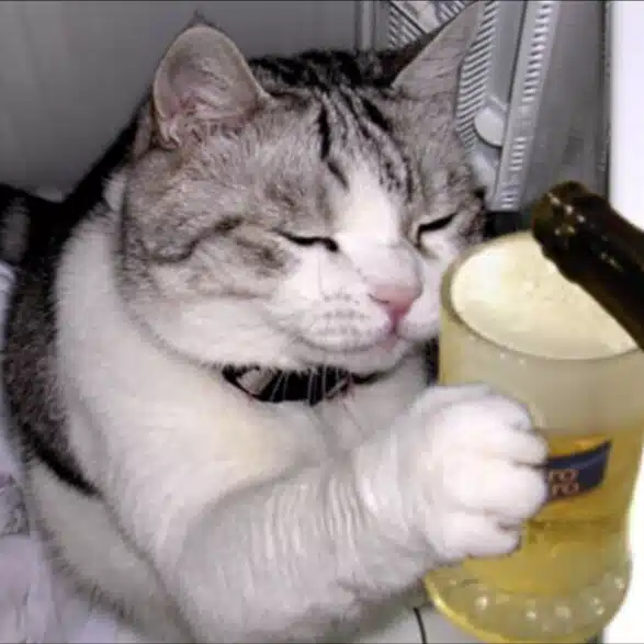 びーる猫