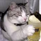 びーる猫
