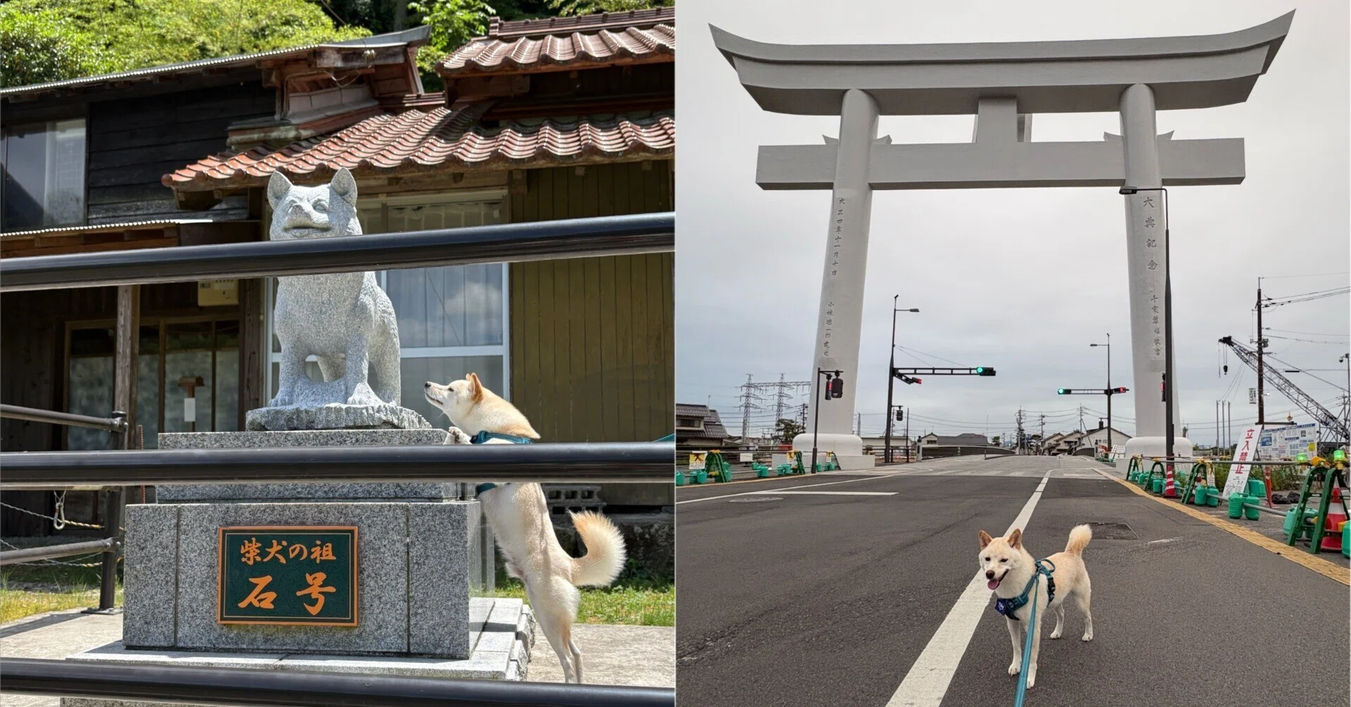 犬連れ旅行③】初の島根旅行記│柴犬の聖地「石号の里」～ 出雲大社