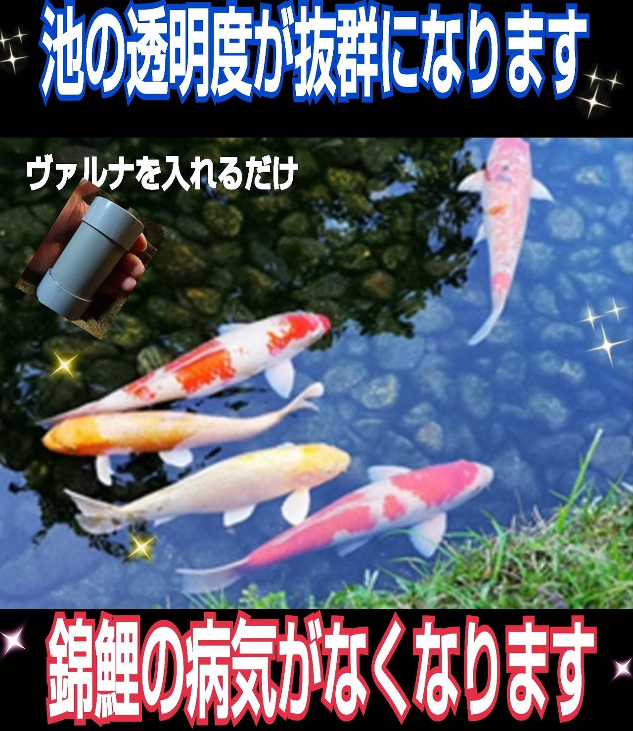錦鯉の飼育者絶賛 ヴァルナ Iketeru 1130 Note 錦鯉の飼育者絶賛 ヴァルナ Iketeru 1130 Note