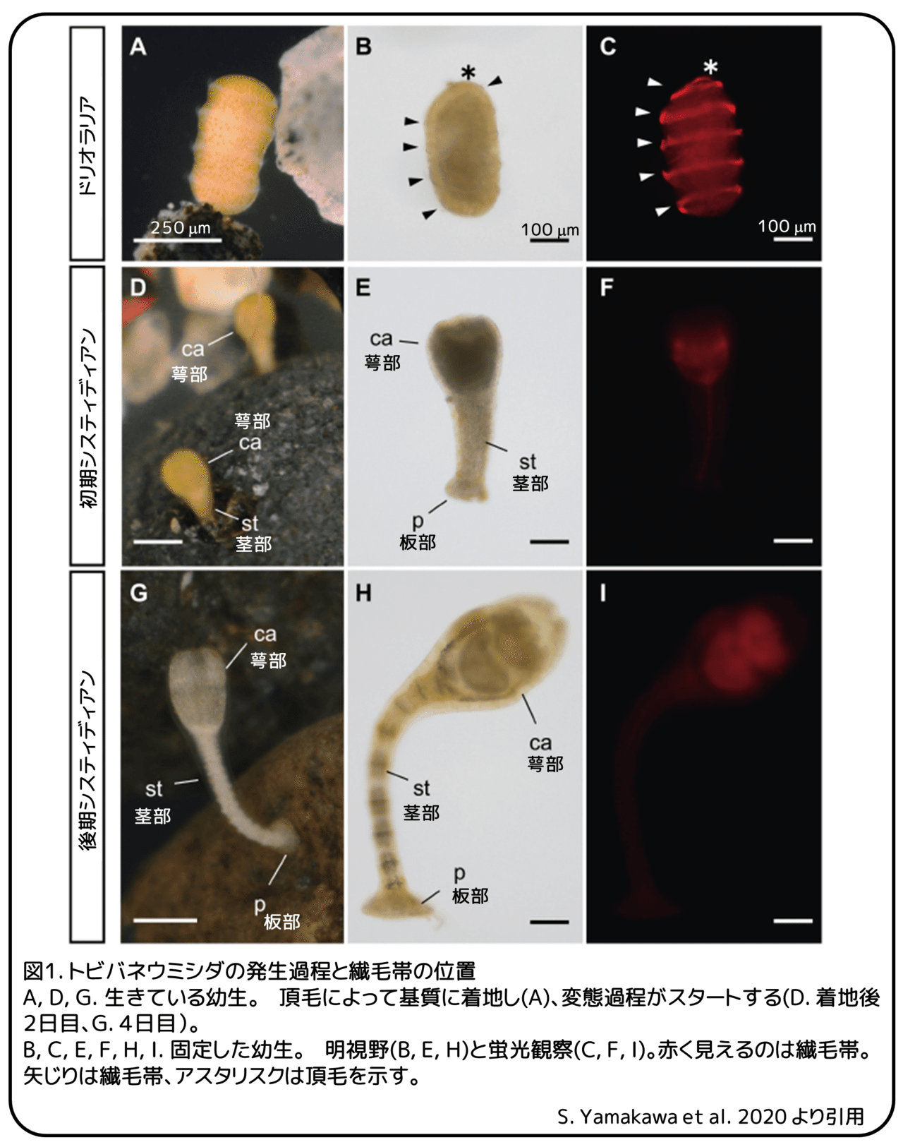 トゲバネウミシダの変態 やっぱりレチノイン酸 論文紹介 かわいせーざん 基礎研究っておもしろい 生物編 Note