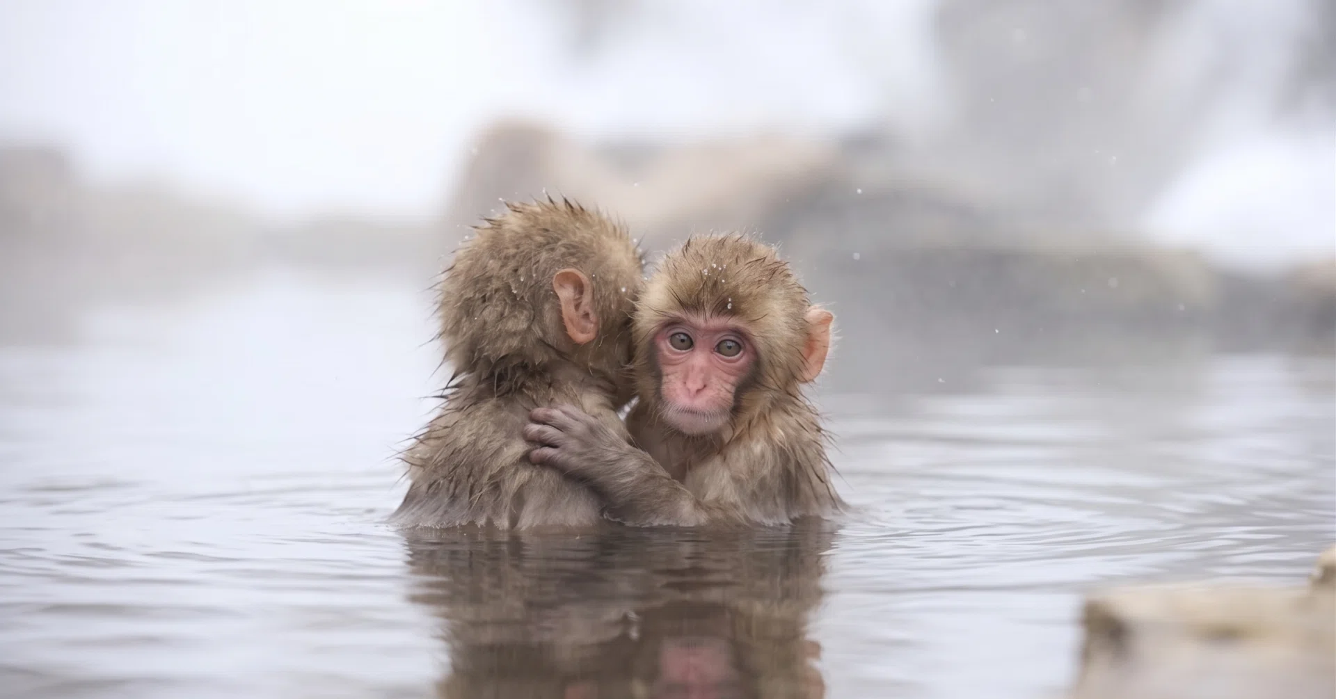 🐒 Jigokudani Snow Monkey Park｜地獄谷野猿公苑（長野県）｜PLUM