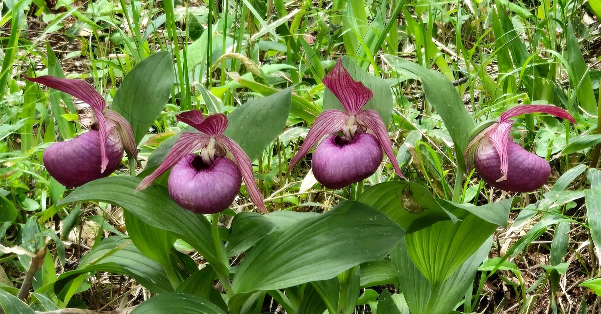 入笠山へカマナシホテイアツモリソウを見に行ってきました｜ポチョムキン卿